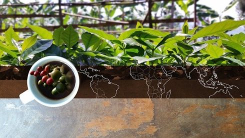 Where do coffee beans grow, The Bean Belt