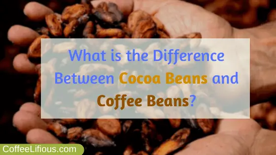 What is the difference between cocoa beans and coffee beans