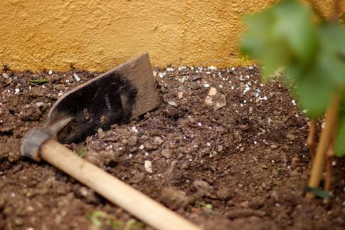 How to dispose of coffee grounds, garden soil