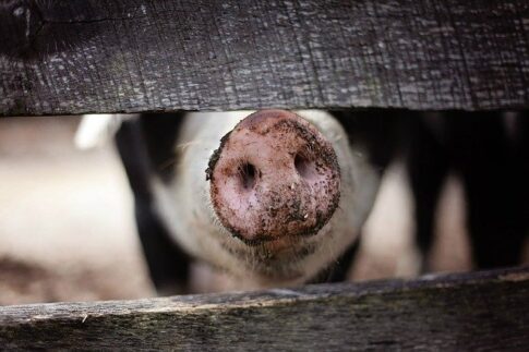 How to dispose of coffee grounds, pig's snout