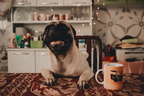 Can dogs drink coffee, a dog sitting on a table with a cup of coffee next to it