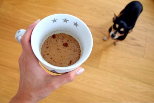 Can dogs drink coffee, a dog staring at a cup of coffee
