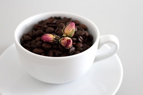 Are Coffee Grounds Good for Roses and Tomato Plants, coffee beans with rose seeds